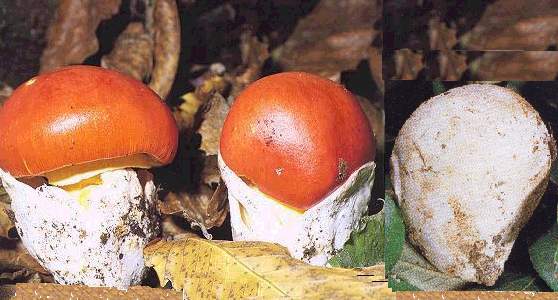  Image name: Amanita_caesarea7.jpg 
 width: 558 pixel 
 height: 300 pixel 
 Size: 35301 bytes 
 Click to enlarge 